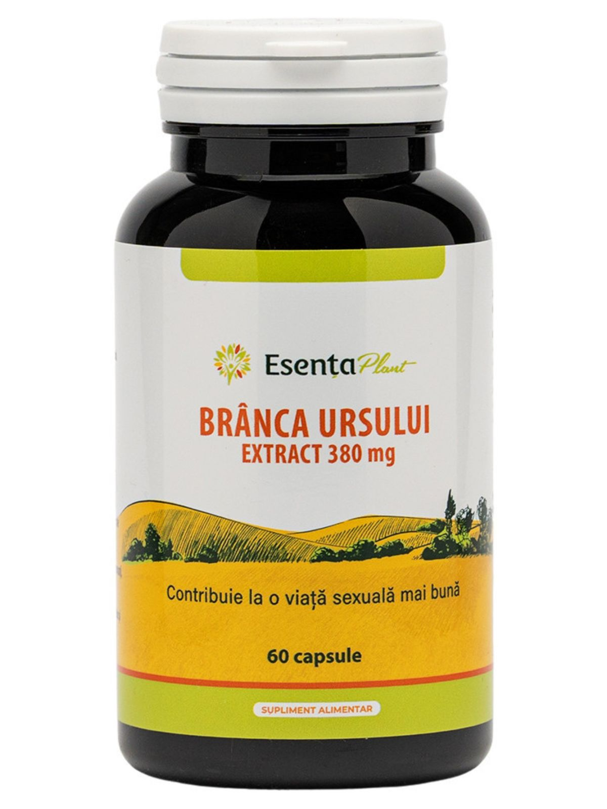 Branca ursului